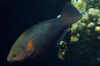 Scarus niger - Schwarzer Papageifisch